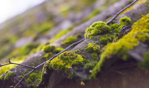 How can checking the attic or top storage space after heavy rain reveal roof issues early